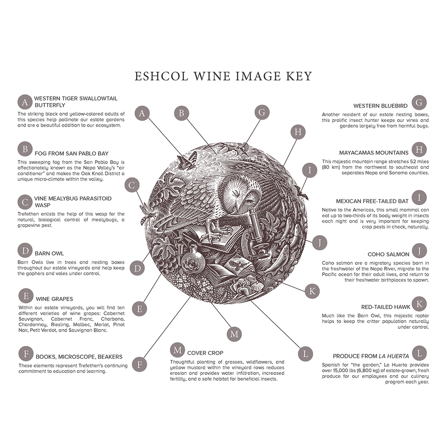 Prosecco di Conegliano Valdobbiadene DOCG Brut Biologico, Toffoli, Veneto - Chilled & Tannin