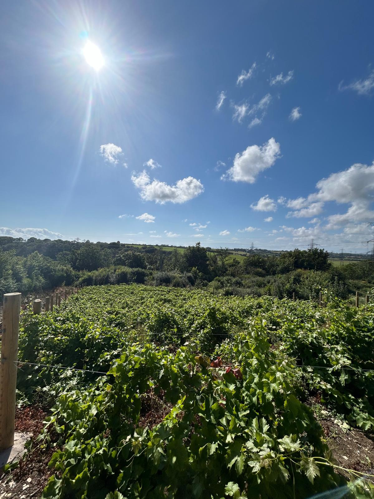 Hensel-Bâch